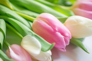 Pink and white tulips in close-up	