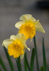 Beautiful close-up of a daffodil