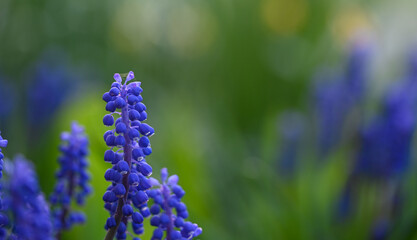 Beautiful close-up of a muscari