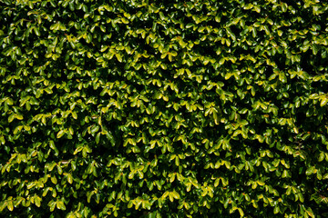 Floral abstract. Green leaves background. Leaf background texture.