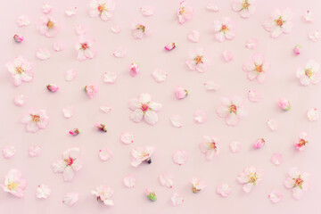 image of spring cherry blossoms tree over pink pastel background