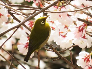 bird on branch