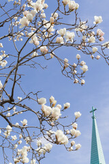 青空のハクモクレンと教会