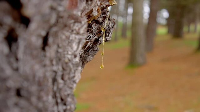 Amber resin in forest. Fossilized pitch on bark of a pine tree trunk. Petrified drop. Close up