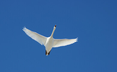 Mute swan