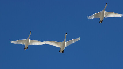 Mute swan