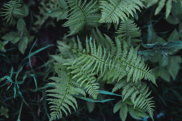 Young ferns in a gloomy forest 
