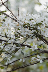 White apple flowers. Spring forest 