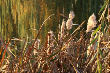 Autumn landscape. Reeds over the lake. Autumn morning over the river. Reeds on a background of autumn willows on the lake. Yellowed leaves
