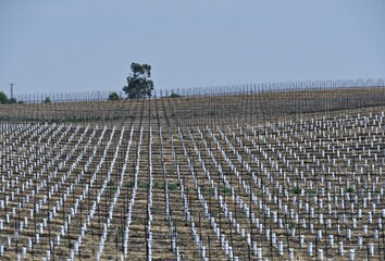 Obraz premium Medium wide shot of a newly planted vineyard along Highway 46, one of the numerous wineries in California.
