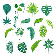 Tropical palm leaves vector set jungle plants
