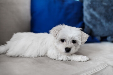 White snow puppy dog maltese