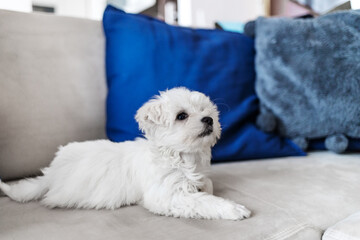 White snow puppy dog maltese