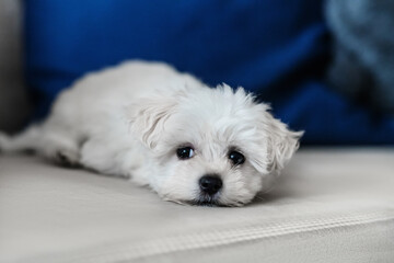 White snow puppy dog maltese