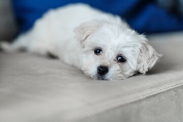 White snow puppy dog maltese