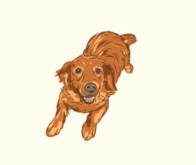 Realistic cute brown dog lying down on a floor in art vector illustration design