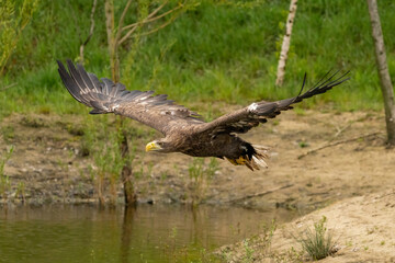 A hunting bald eagle flies above the water surface of a green lake in search of fish. Trees in the background, reflection, detail