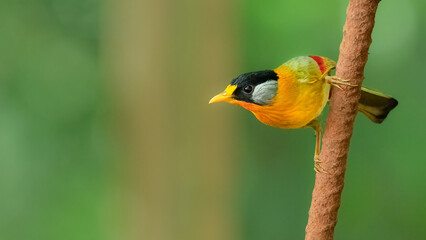 Silver-eared Mesia perching on a perch