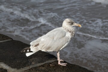 seagull on the beach