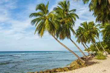Foto op Plexiglas Barbados © Fyle