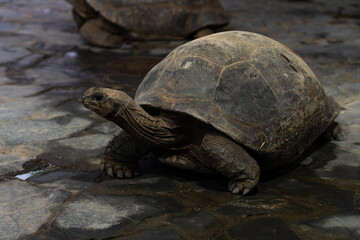 Big Giant Tortoise with its large turtle shell in Prague ZOO, standing with head to the side, front view.