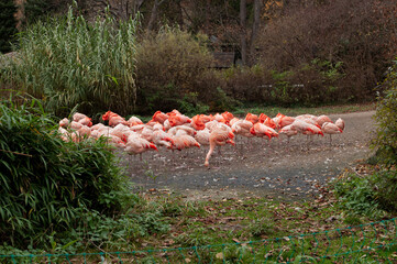 Obraz premium Beautiful view at the flock of pink flamingo birds standing together with green grass and trees around them, some oof them are eating, others are cleaning themselves in the Prague ZOO.