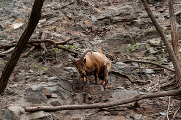 Beautiful big brown male billy goat with its long horns looking straight to the camera with tongue out of its mouth, making a funny grimace, standing on the rocks between the trees.