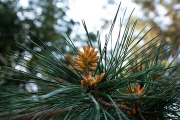 Naklejka na ściany i meble Pinus sylvestris Scotch pine European red pine Scots pine or Baltic pine closeup macro selective focus branch with cones flowers and pollen