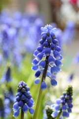 ムスカリ　Muscari　Grape hyacinth　グレープヒアシンス