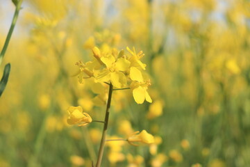field of rapeseed