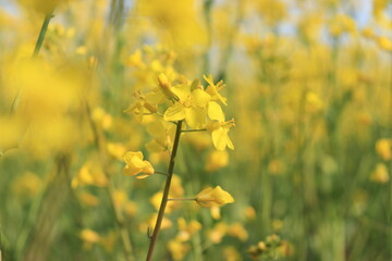 field of yellow flowers