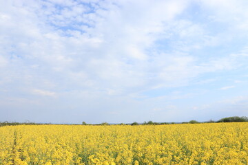 Fototapeta premium yellow rapeseed field