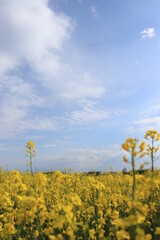 Fototapeta na wymiar yellow rapeseed field, spring, clear sky, sunny day, agriculture, organic crops