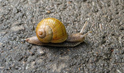 Big garden snail in shell crawling on wet road