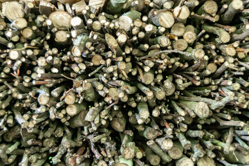 Photography on theme big wall of stacked oak tree logs in cracks