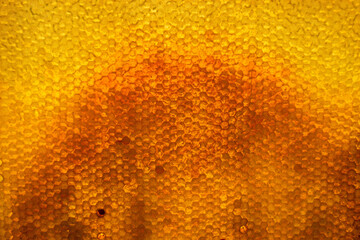 Honeycomb from bee hive filled with golden honey