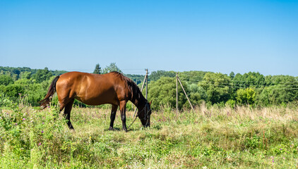 Beautiful wild brown horse stallion on summer flower meadow