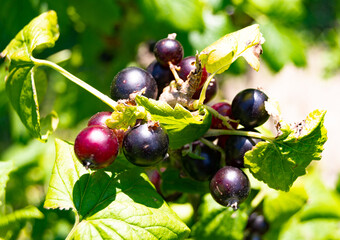 Photography on theme beautiful bush berry black currant