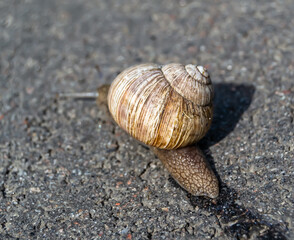 Big garden snail in shell crawling on wet road