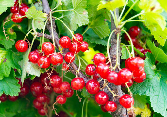 Photography on theme beautiful bush berry red currant