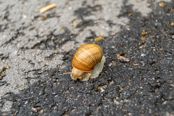 Big garden snail in shell crawling on wet road