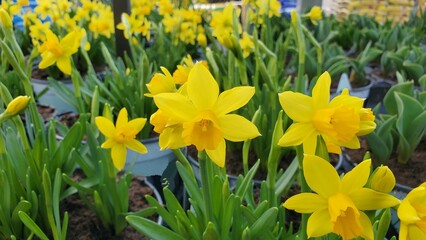 Medium wide shot of blooming yellow daffodil flowers in round pots