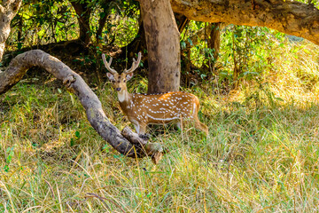 A spotted Deer in the winter sun at Rajaji National Park in Uttarakhand, India.