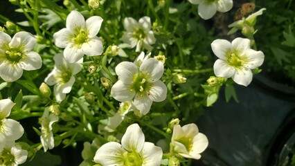Obraz premium Medium close up of white and lime saxifrage flowers
