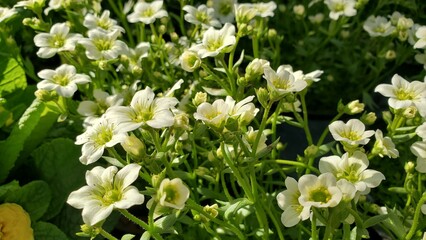 Wide shot of white and lime saxifrage flowers, cropped shot