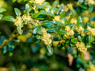 Gray stems of buxus sempervirens or boxwood with glossy dark green leaves in opposite pairs and greenish-yellow inconspicious flowers without petals - obrazy, fototapety, plakaty