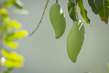 Nam Dok Mai mango on the tree