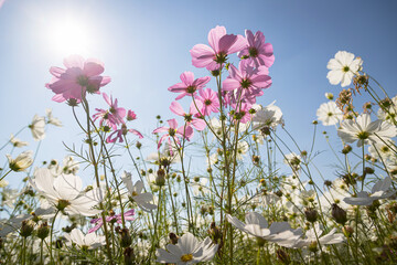 Beautiful wild flowers camomiles flowers in the field receiving natural Summer bright landscape with blue sky background
