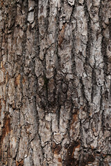 Naklejka premium 樹皮
