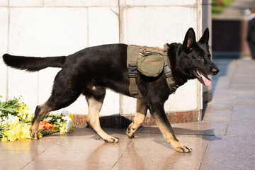 Portrait of working police dog